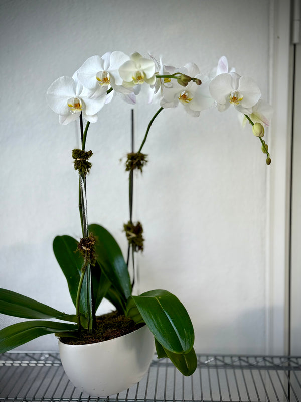 Two Planted Orchids – Long-Lasting | Flower Lab USA