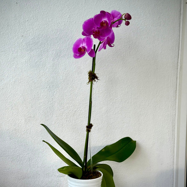 One planted orchid - Flower Lab