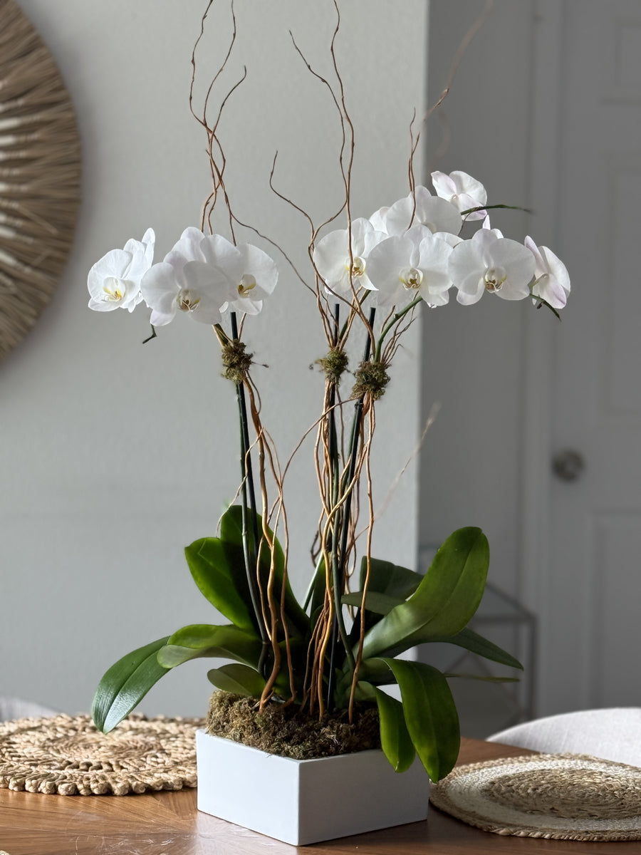 Planted Orchids