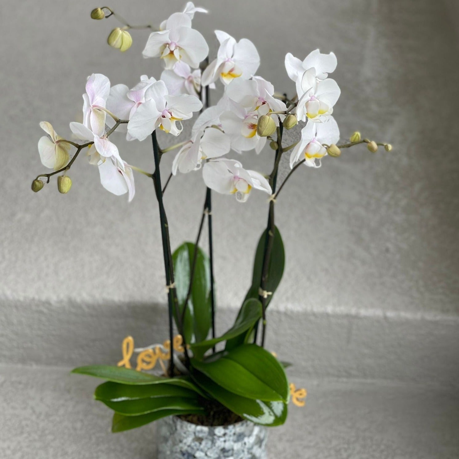 Planted Orchids