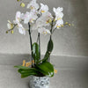 Planted Orchids