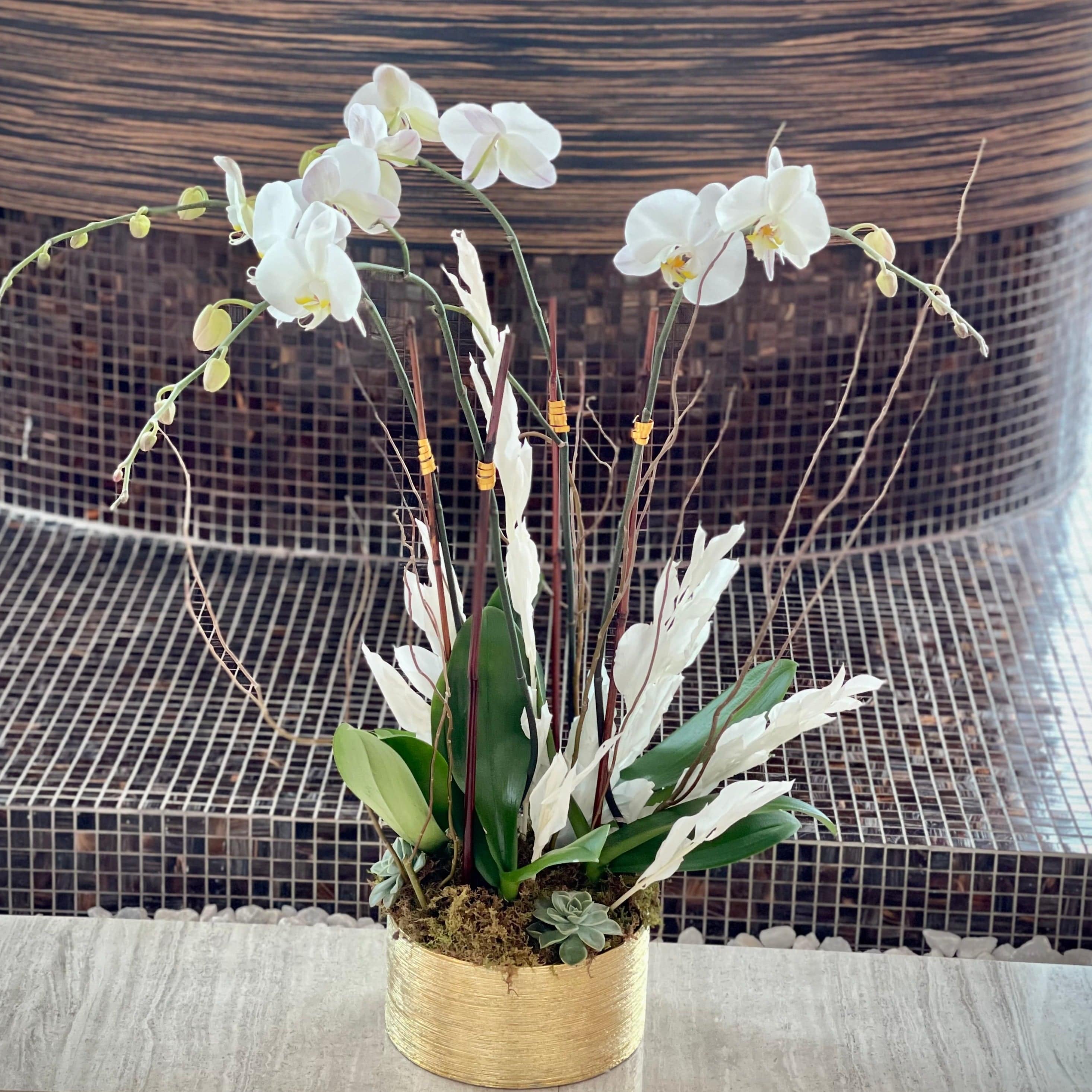 Planted Orchids with Succulents Arrangement