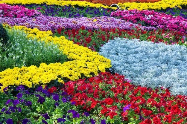 Symbolism Behind Different Colors Of Flowers