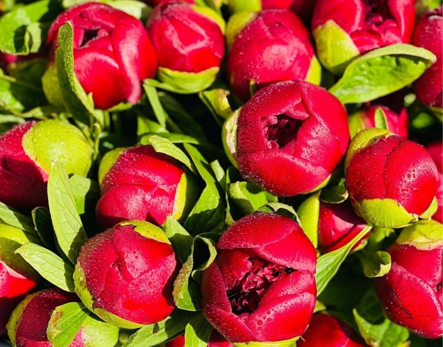 Valentines Day Flowers