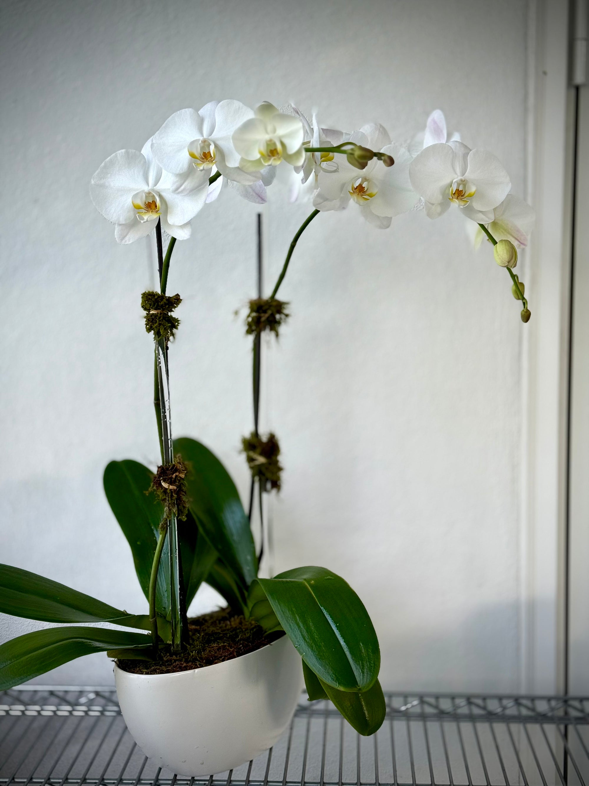 2 planted orchids