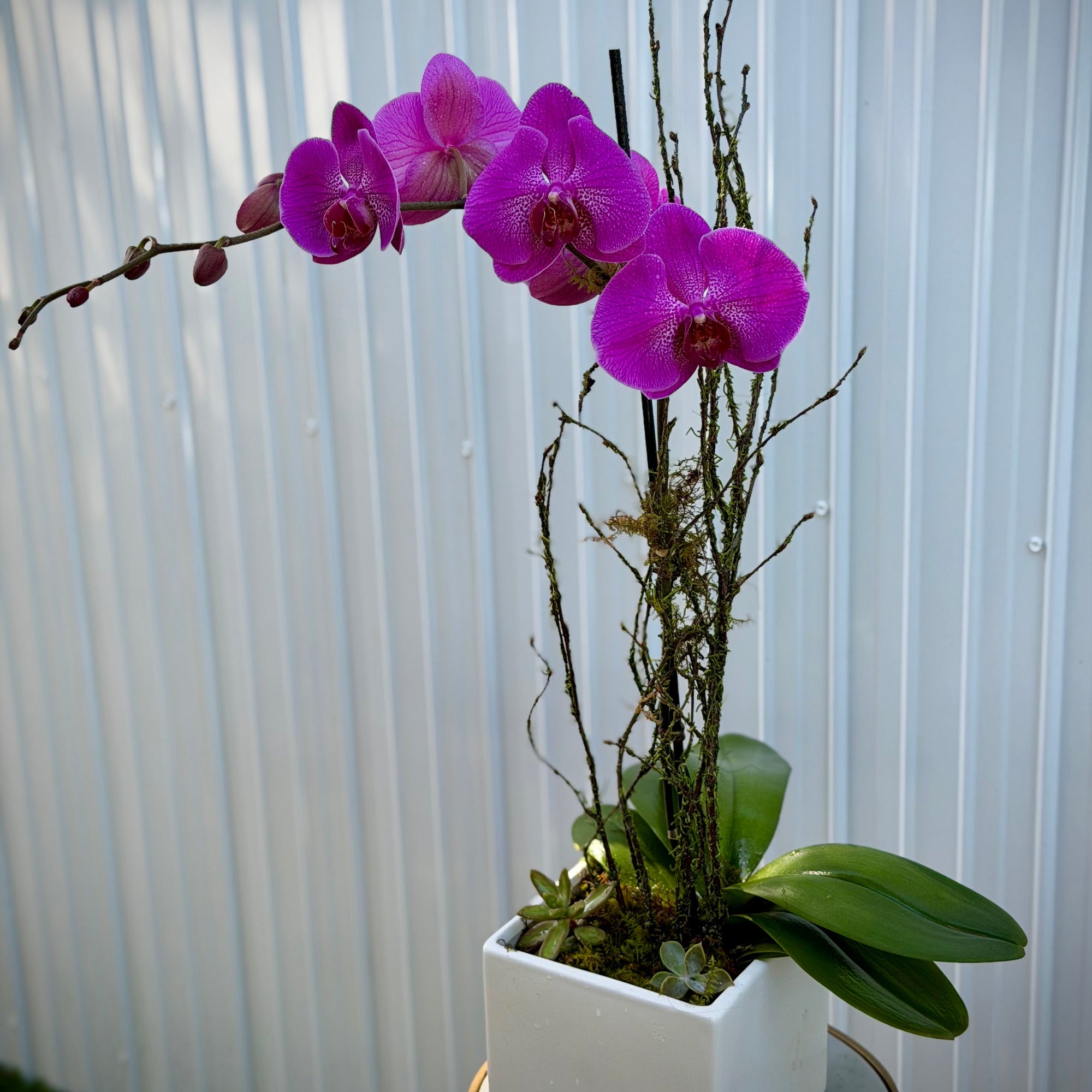 One planted orchid
