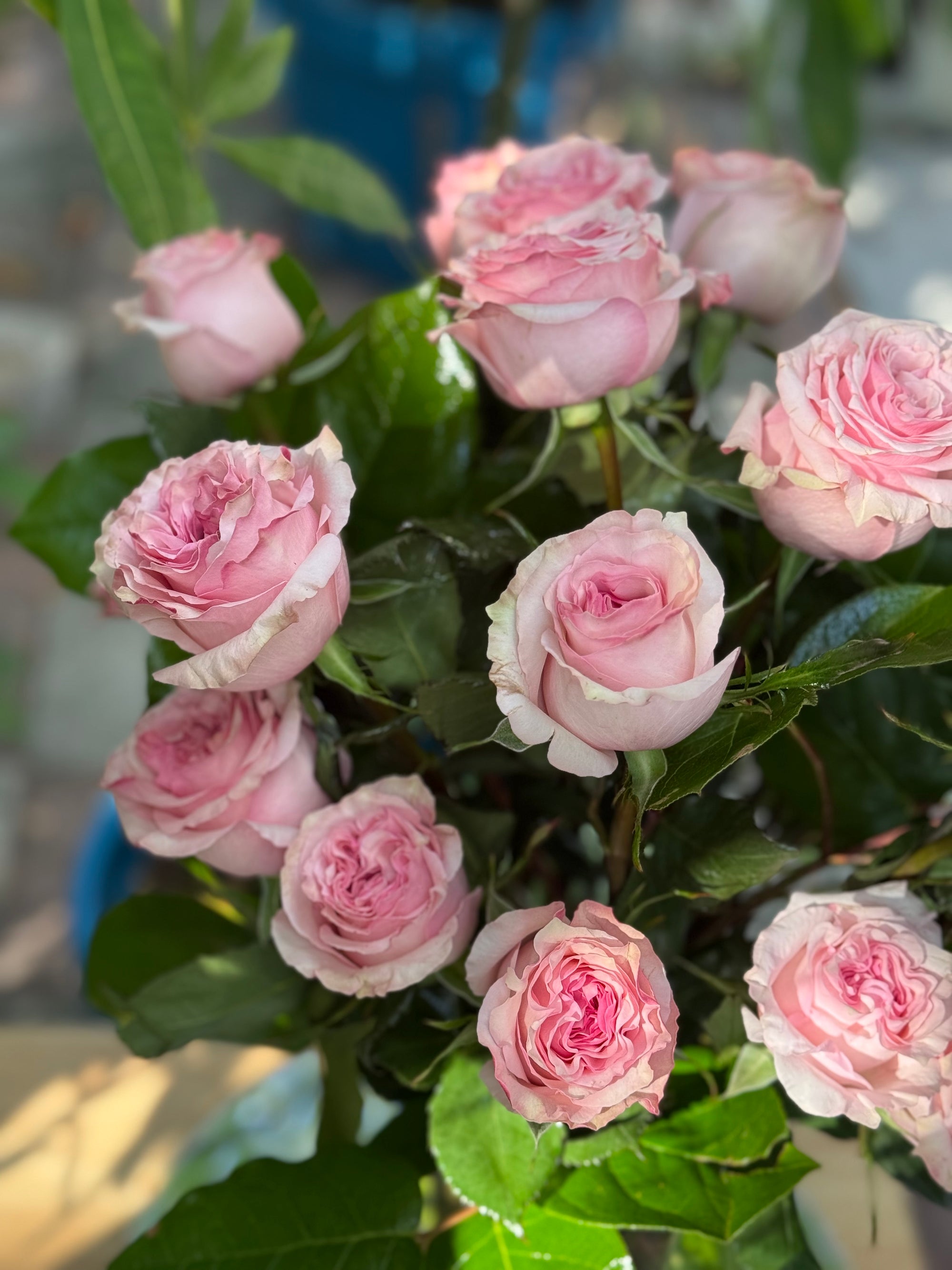 Classic two dozen roses in a vase