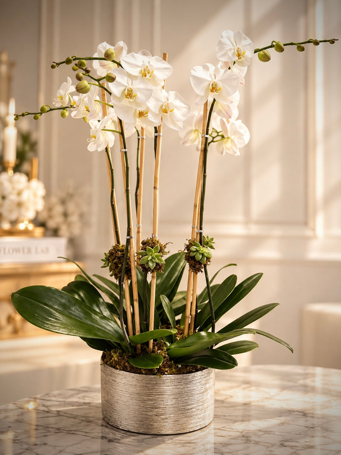 6 Planted Orchids