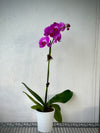 One planted orchid