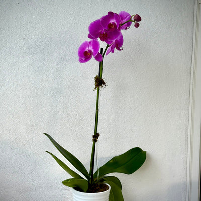 Purple orchid in a white pot