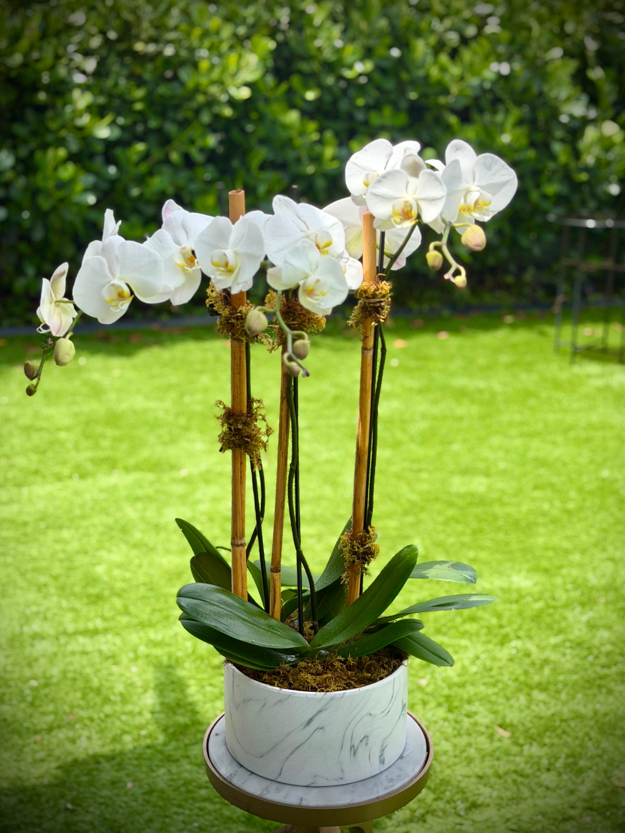 Planted Orchids