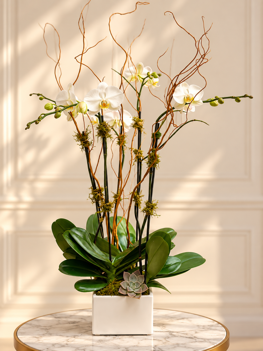 Planted Orchids with Succulents Arrangement
