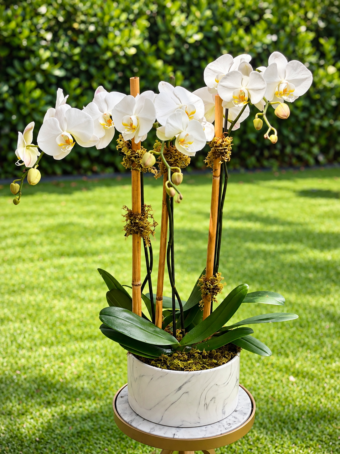 Planted Orchids