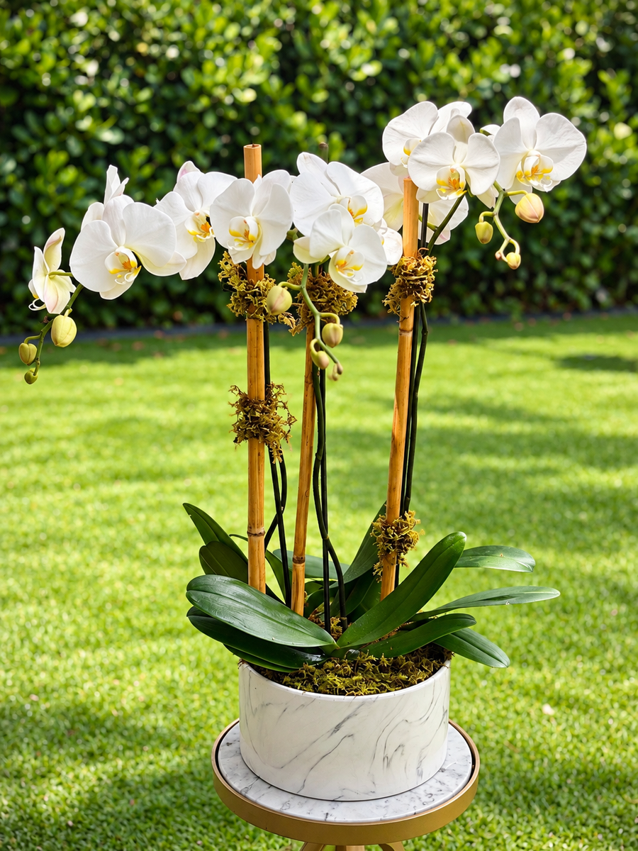 Planted Orchids