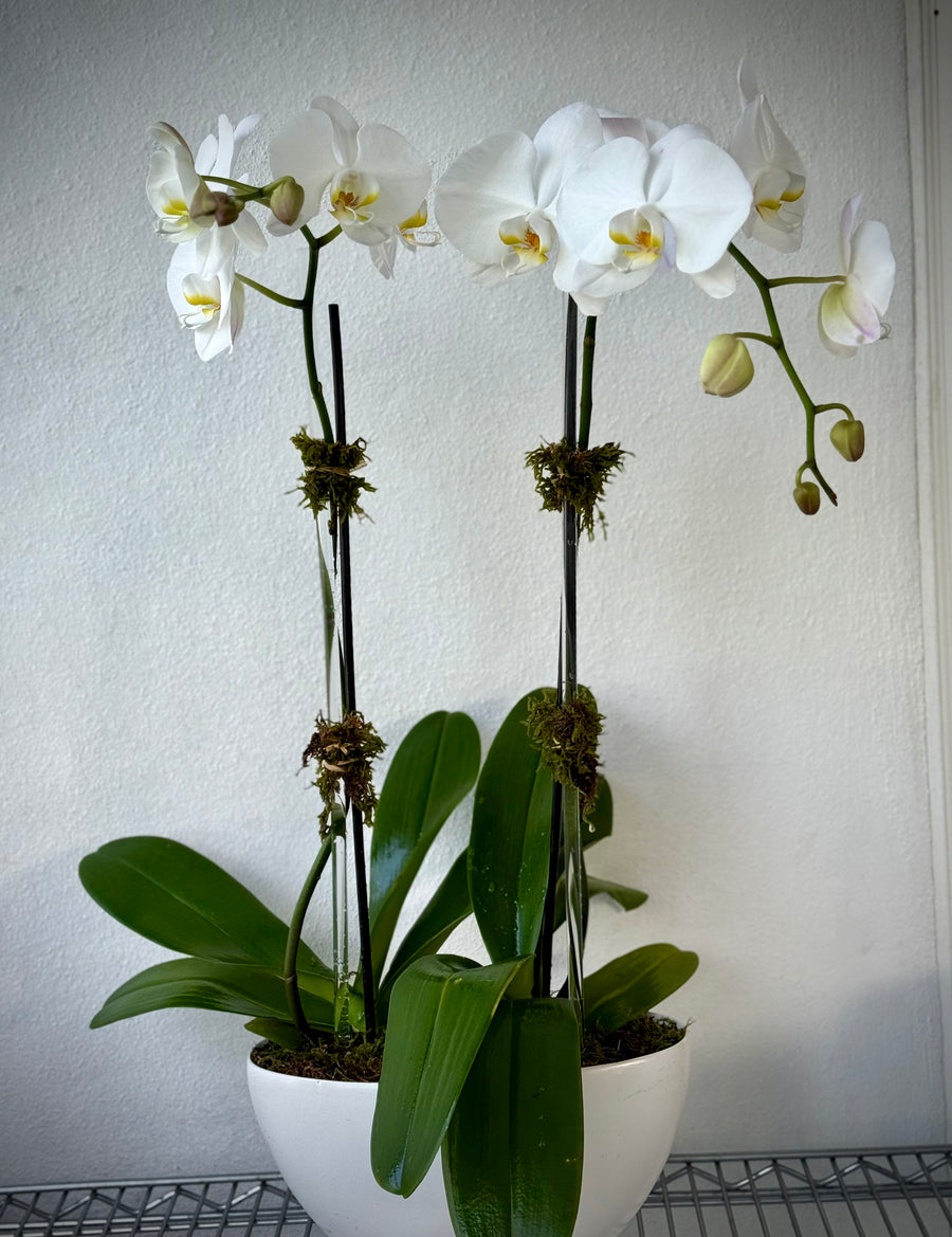 2 planted orchids