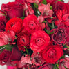 Red roses-Amore