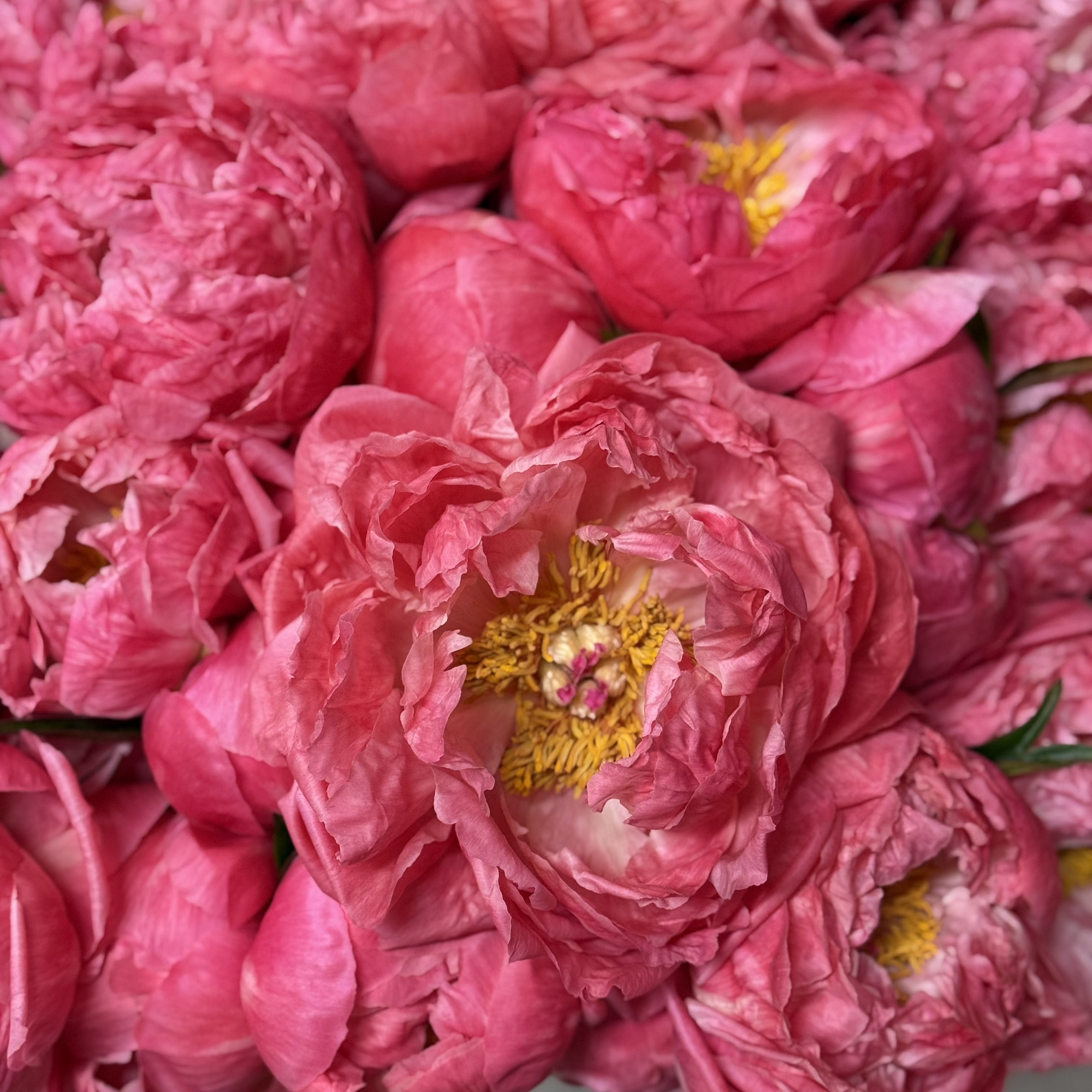 Luxury flower arrangement for delivery in Bal Harbour, Aventura, Sunny Isles. Peonies in miami