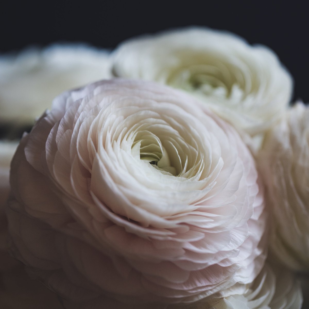 Fresh floral designs available for delivery in Sunny Isles and surrounding areas.