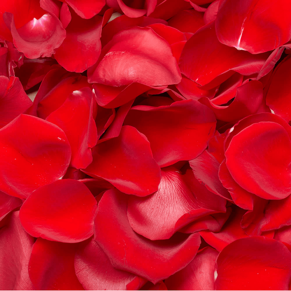 Rose petals