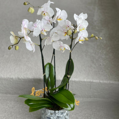 orchids