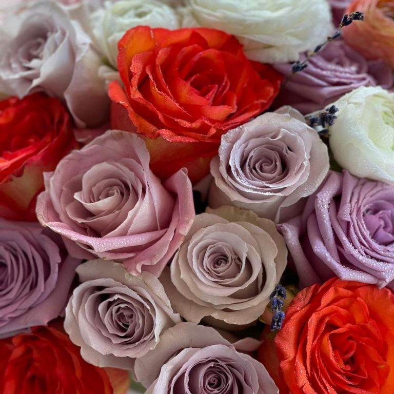 Rose Variety in a box