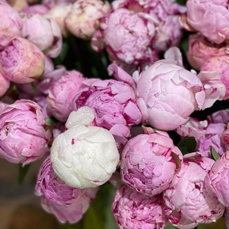 Gorgeous Peonies