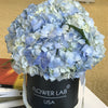 blue hydrangeas