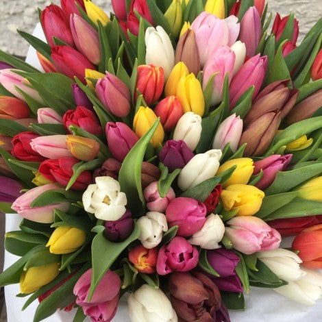 mix of tulips