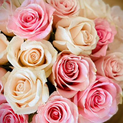 Fresh Pink and Cream Roses Arrangements
