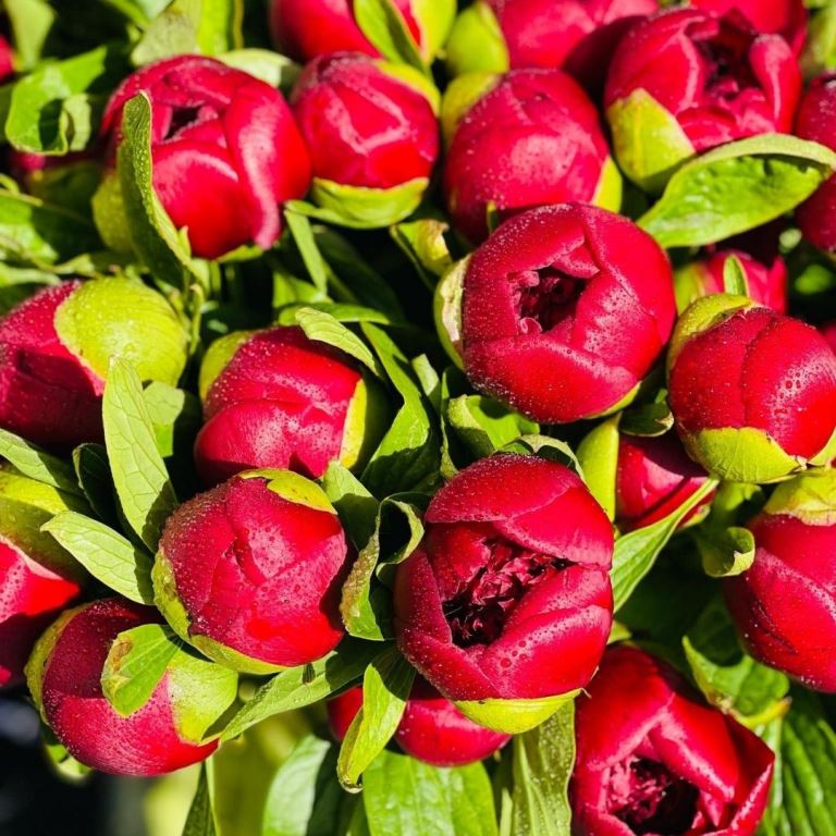 Romantic Peonies Flowers By A Stem