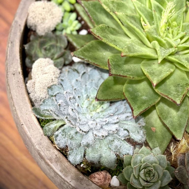 Succulents with the Vase