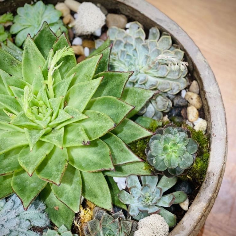 Succulents with the Vase