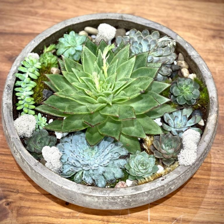 Succulents with the Vase