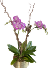 Planted Orchids