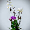 Unique orchids composition-Bal Harbour florist