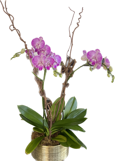 Planted Orchids
