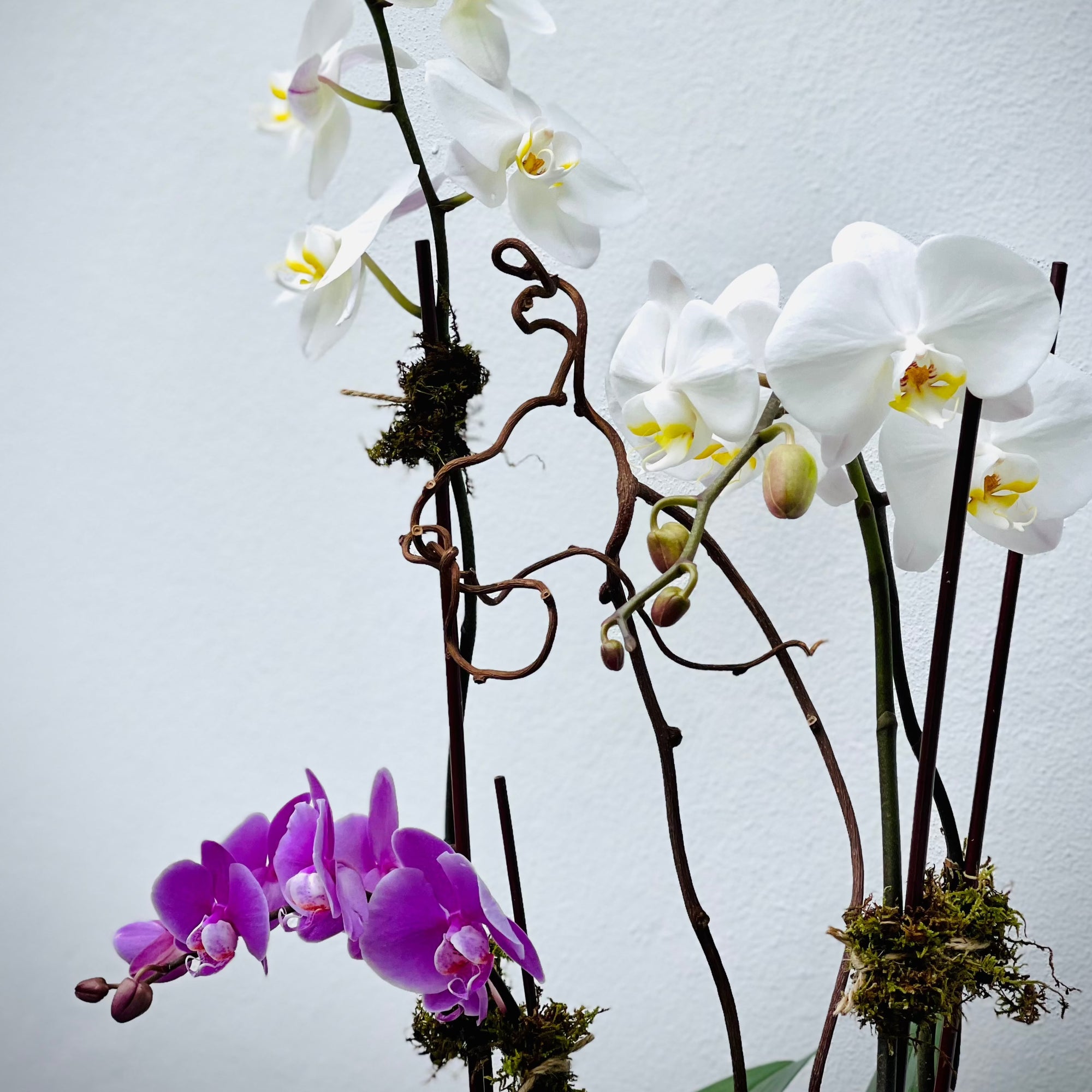 Unique orchids composition-Bal Harbour florist