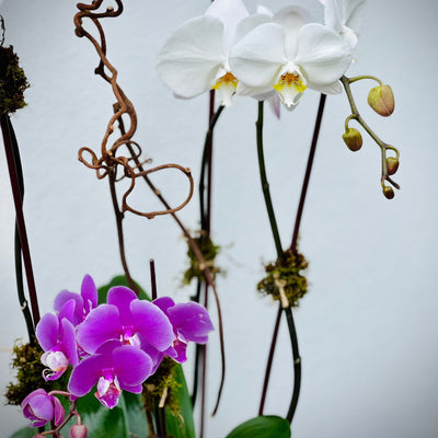Unique orchids composition-Bal Harbour florist