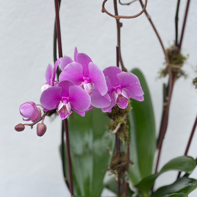 Unique orchids composition